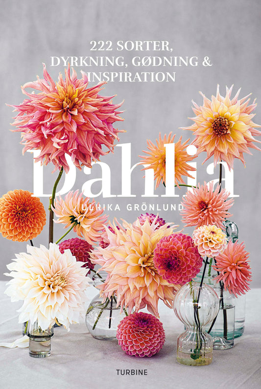 DAHLIA