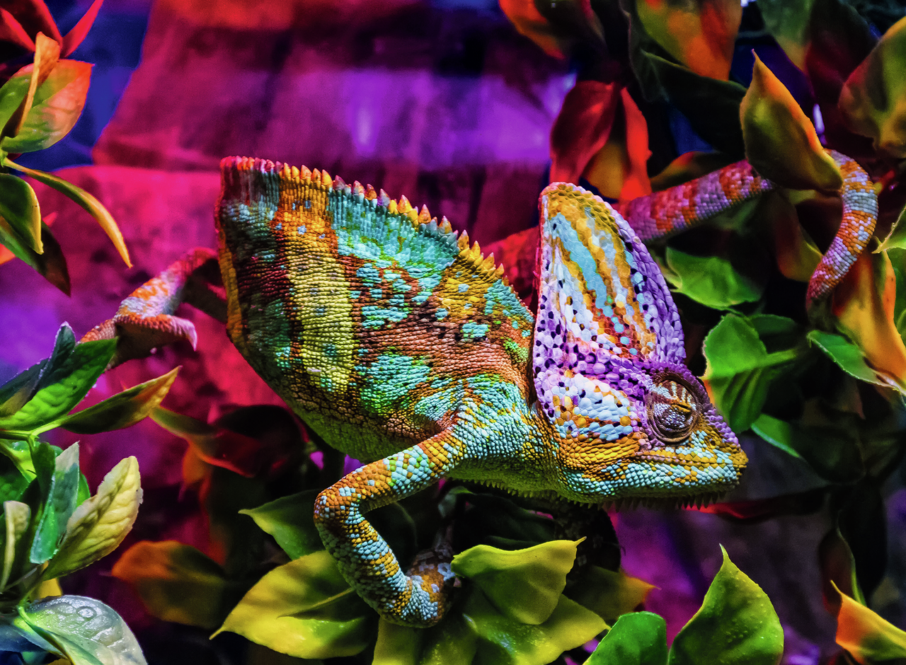 RAVENSBURGER CHAMELEON 500 BRIKKER
