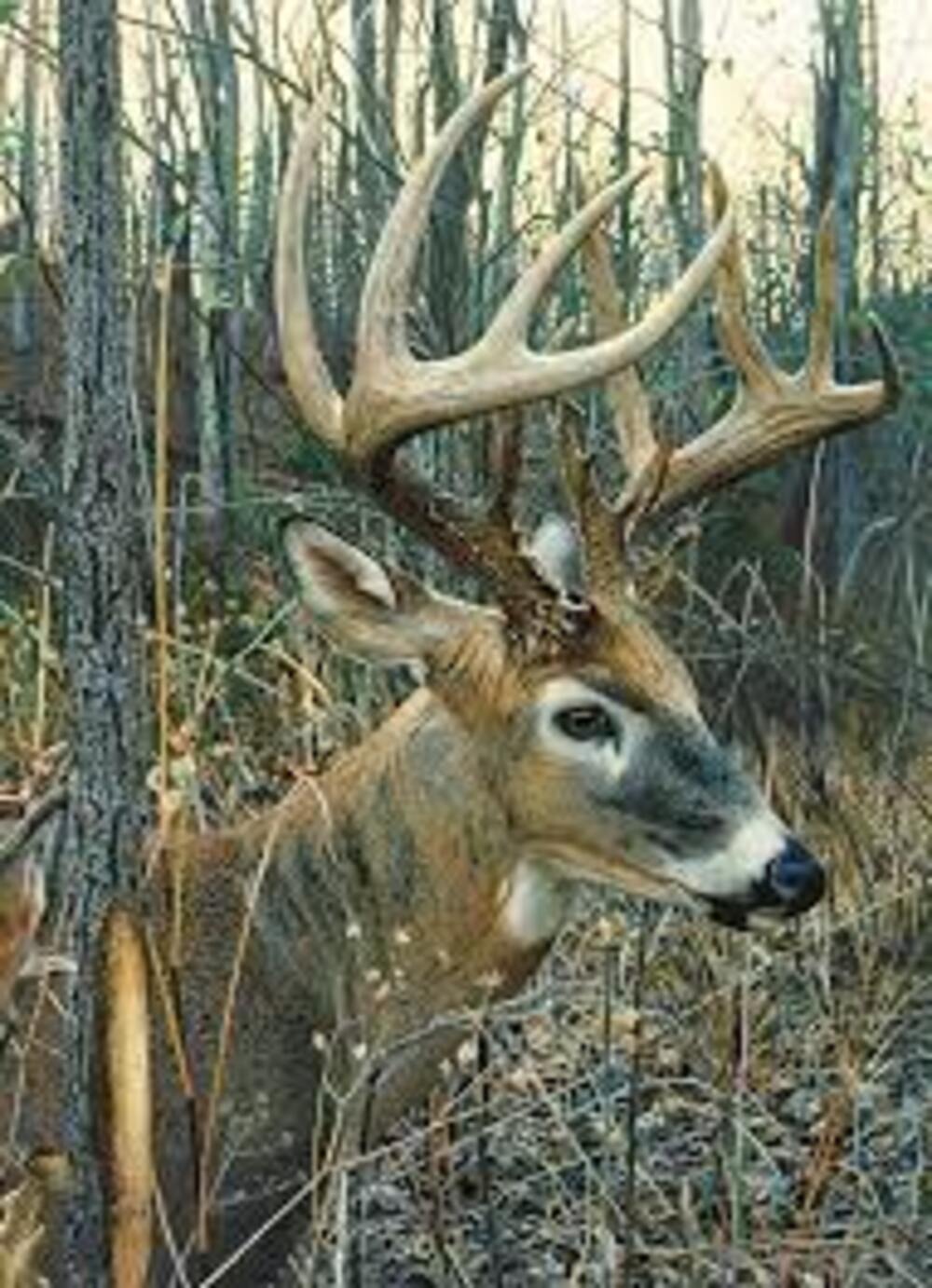 COBBLE HILL WHITE TAILED DEER 1000 BRIKKER