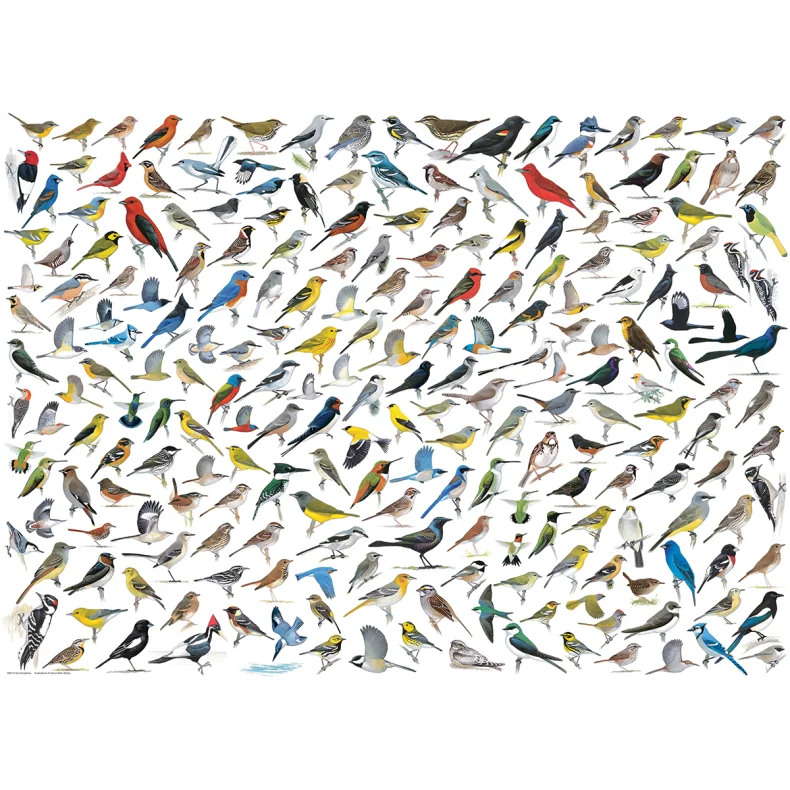 EUROGRAPHS THE WORLD OF BIRDS 1000 BRIKKER