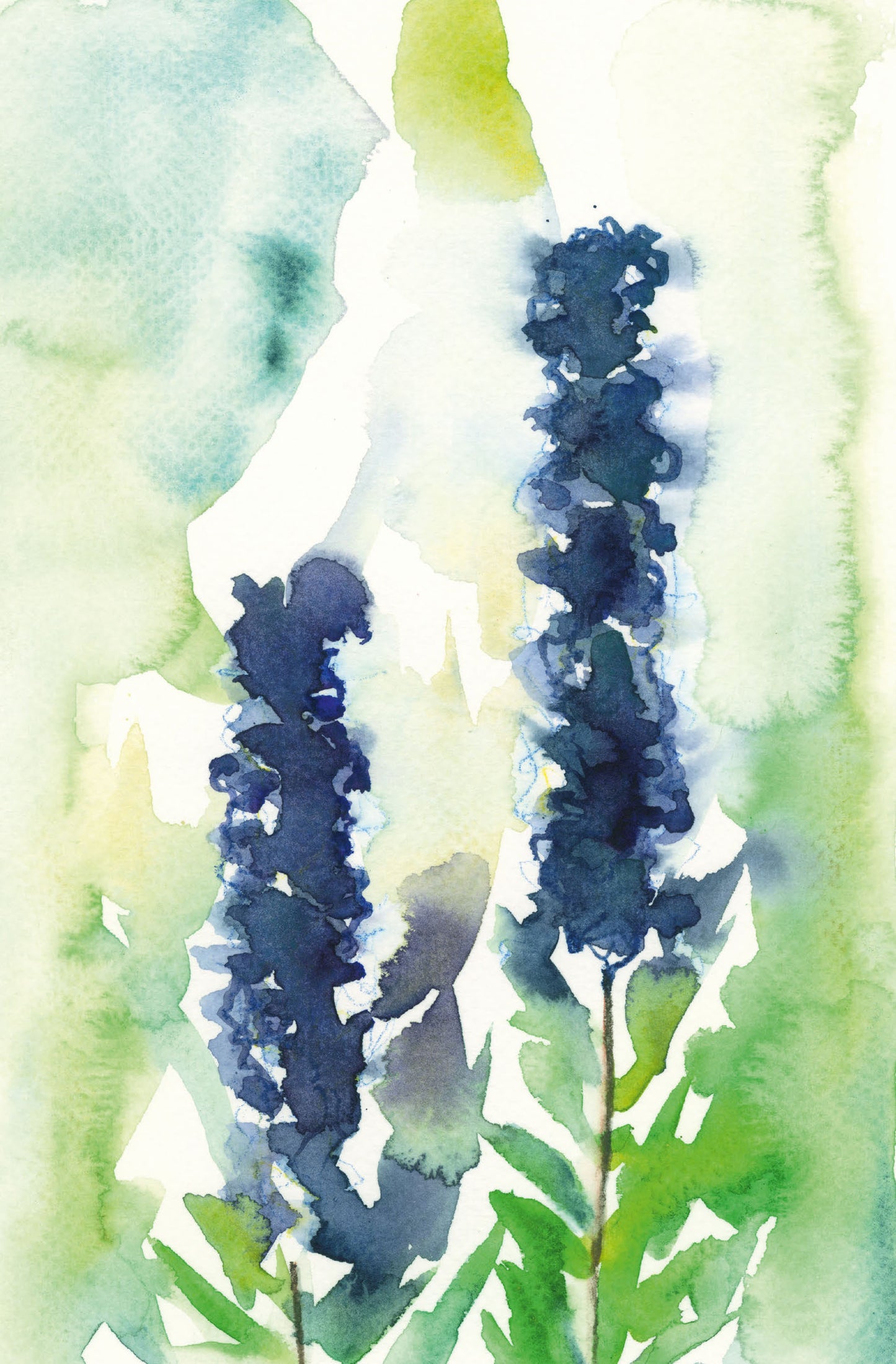 FØDSELSBLOMST RIDDERSPORE - JULI (A5 KORT)