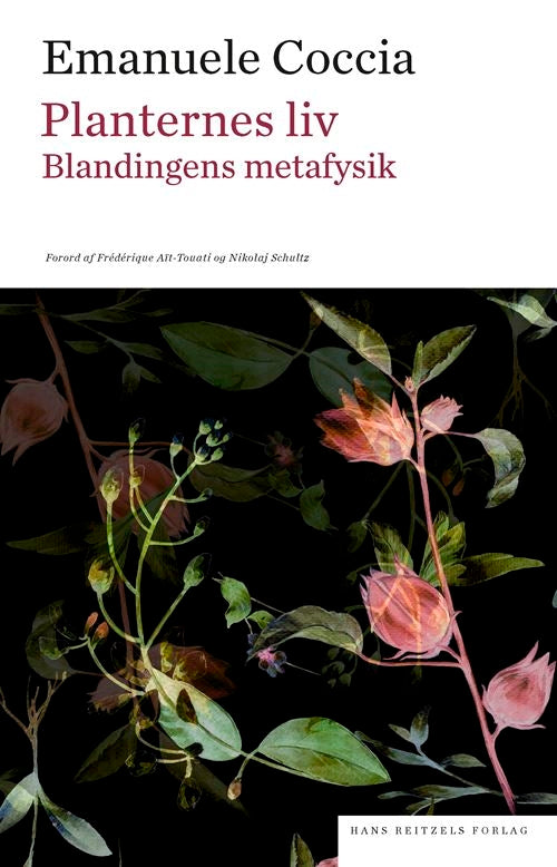 PLANTERNES LIV