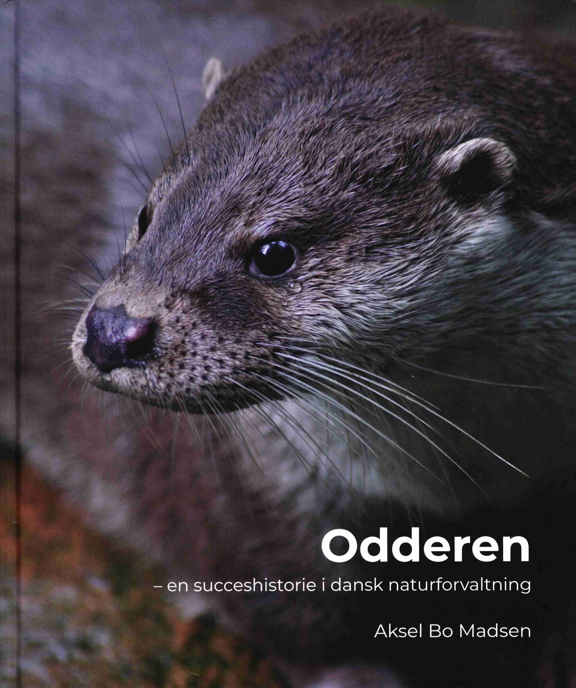 ODDEREN