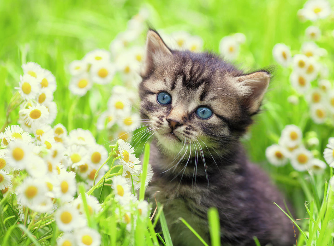 KITTEN IN THE MEADOW 500 BRIKKER